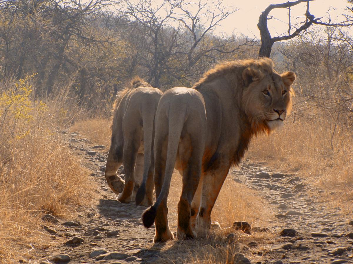 Esiweni Luxury Safari Lodge 莱迪史密斯 外观 照片